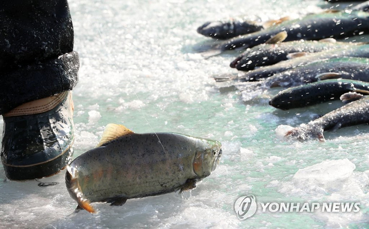 Trời lạnh kỷ lục, lễ hội câu cá trên băng ở Hàn Quốc rục rịch khai mạc - Ảnh 3.