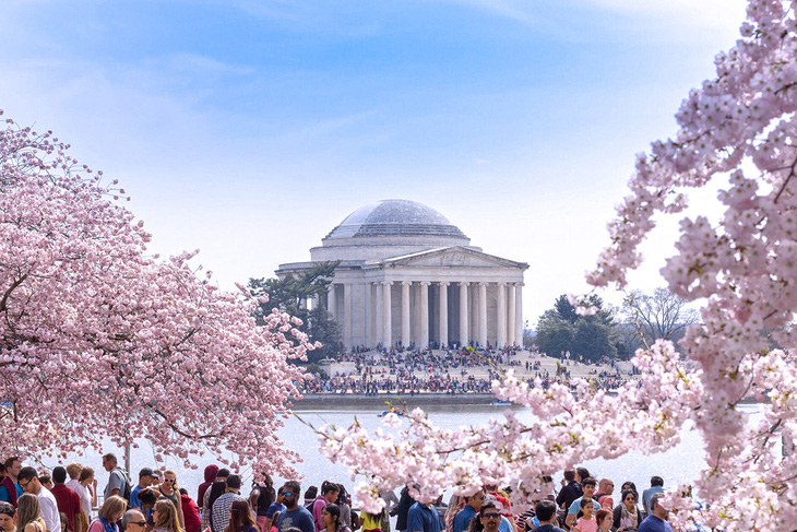 Du lịch Mỹ mùa hoa anh đào 2023 và những lưu ý cần thiết - Ảnh 1.