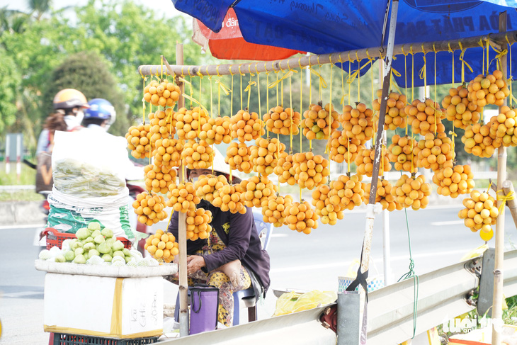 Thanh trà, vú sữa cho trái đầu mùa, nông dân Vĩnh Long rủng rỉnh kiếm tiền tiêu Tết - Ảnh 1.