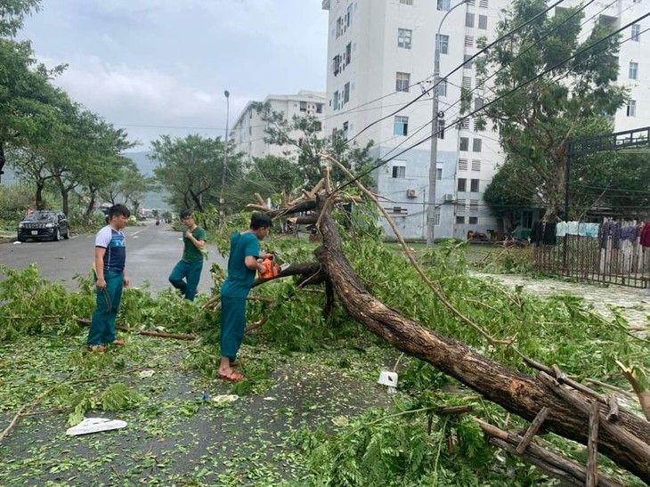 Giải pháp nào cho cây xanh đô thị Đà Nẵng? - Ảnh 2.