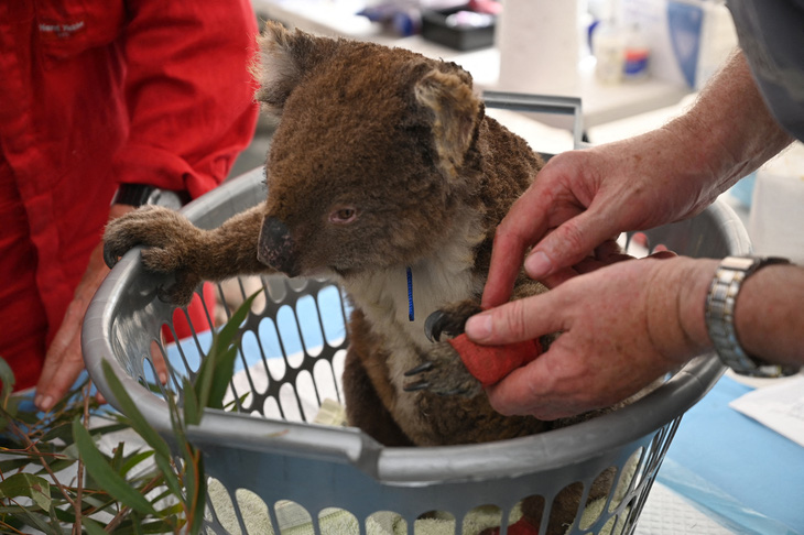 Gấu túi koala vô danh sách loài nguy cấp ở Úc - Ảnh 1.