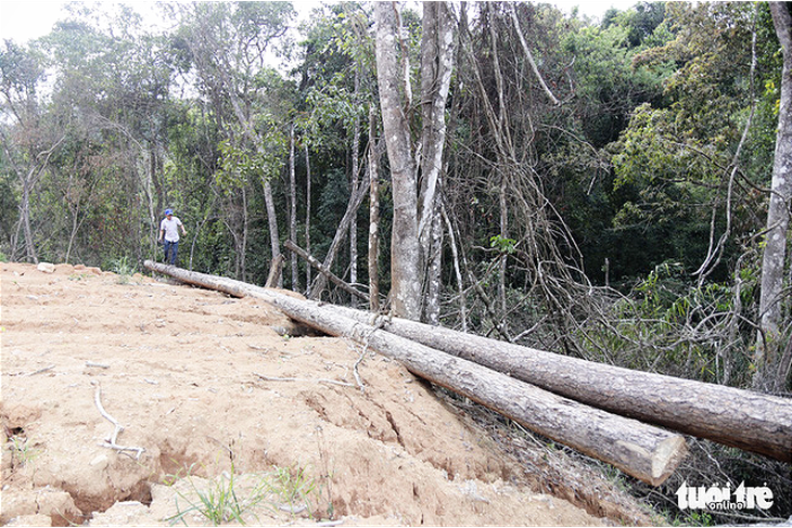 Vụ ngang nhiên ủi gần 16ha rừng: Thêm nhiều diện tích rừng bị phá khi chưa được duyệt - Ảnh 4.