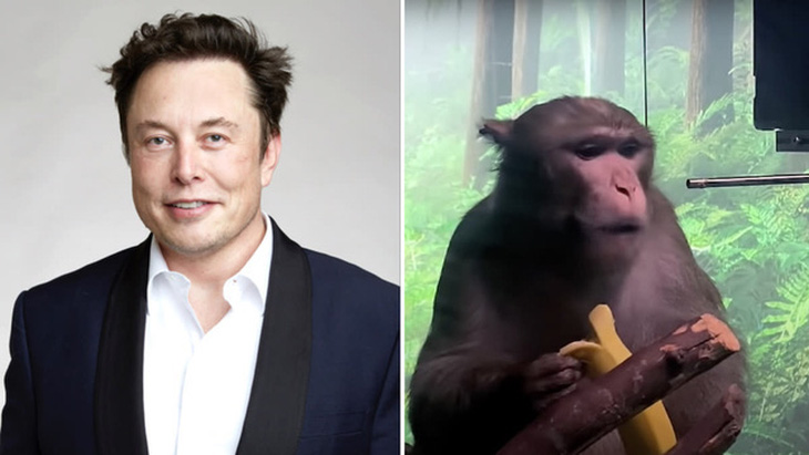 15 con khỉ cấy chip não Neuralink của tỉ phú Elon Musk đã chết - Ảnh 1.