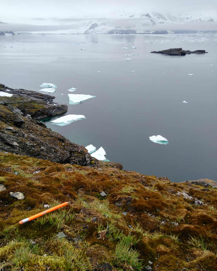 Nam Cực đang bị cây xanh ‘xâm chiếm’ với tốc độ kỷ lục - Ảnh 3.