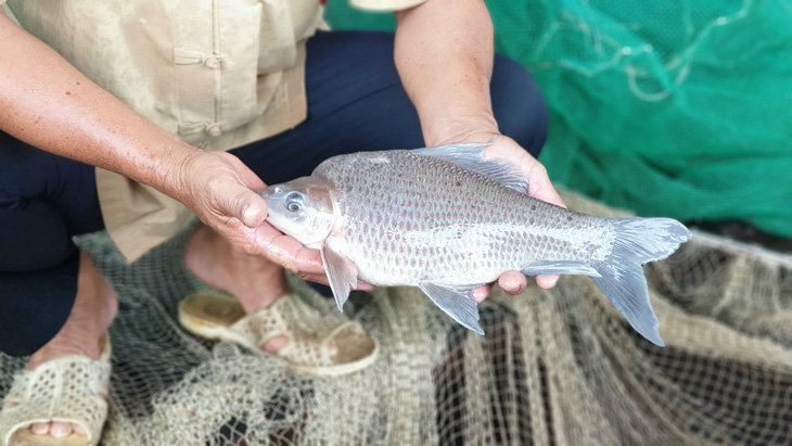 Ấp ủ biến lồng bè thành viện bảo tồn cá hiếm Mekong - Ảnh 2.
