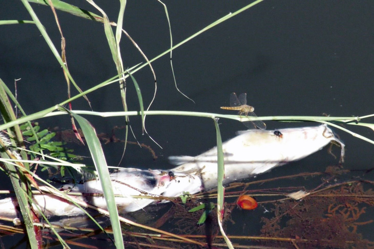 Cá chết lềnh bềnh ở đập Bà Mụ, người dân lo ô nhiễm nguồn nước - Ảnh 1.