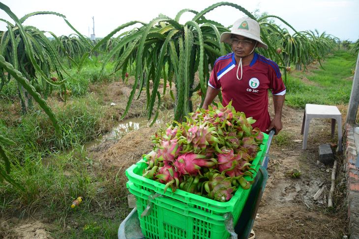 Cần có nhiều chiến lược hơn cho cây thanh long - Ảnh 2.