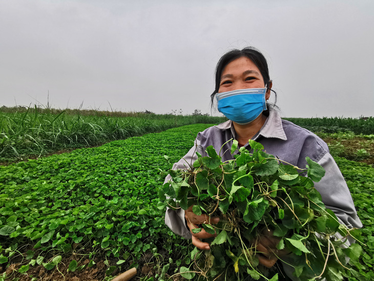 Ước mơ người Thanh Hóa lá rau má to như lá sen xưa rồi, giờ rau má đã... đi Tây - Ảnh 1.