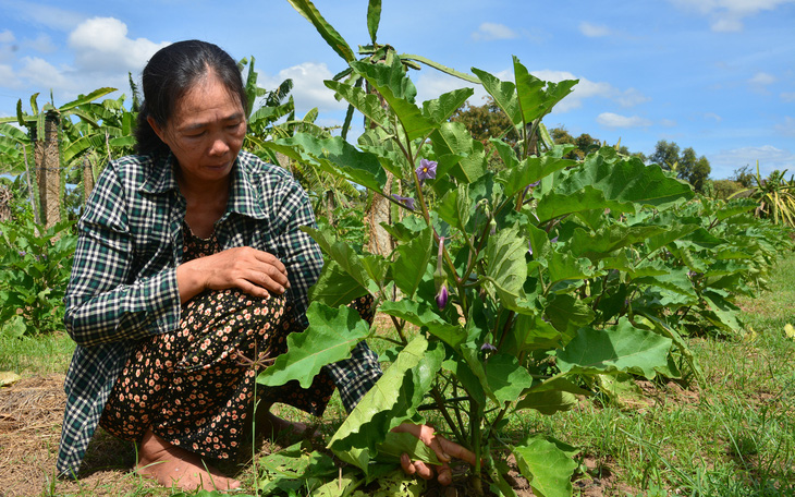 Trao vốn tiếp sức cho 40 hộ nông dân ở Bình Thuận