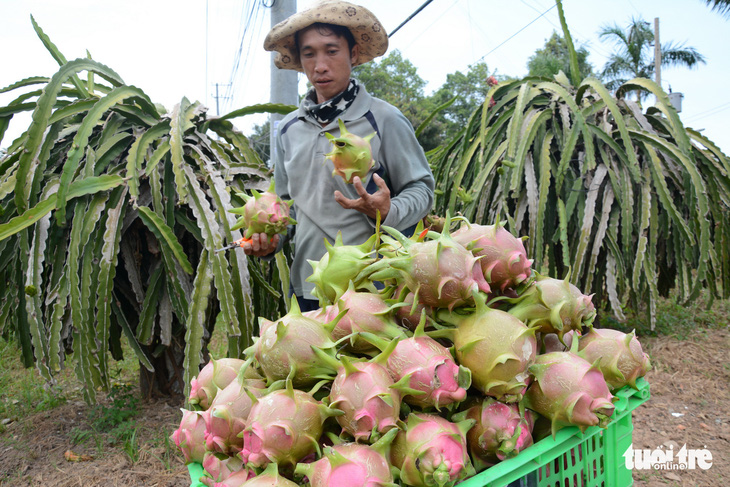 Xuất khẩu thanh long khó trăm bề - Ảnh 1.