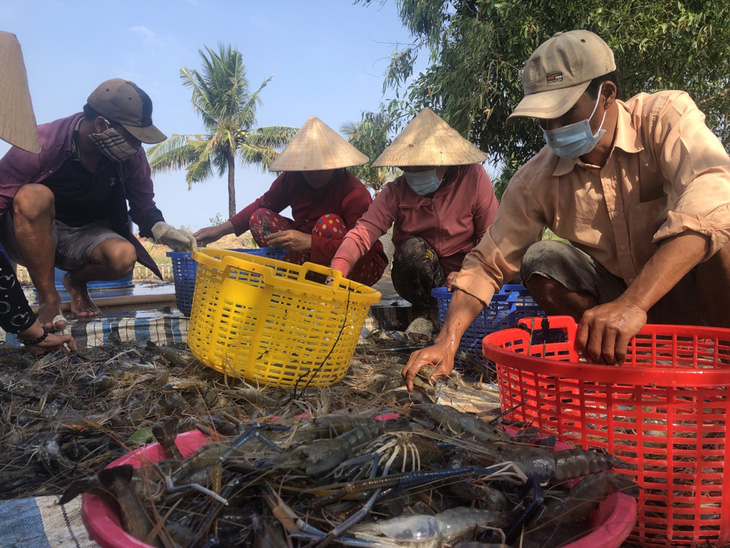 Gạo lúa tôm hút hàng - Ảnh 1.