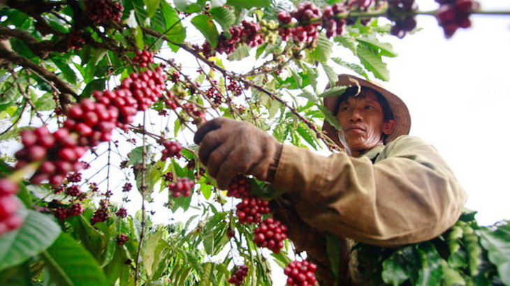 Cà phê là ngành hàng chủ lực bị ảnh hưởng bởi quy định chống phá rừng của châu Âu - Ảnh: H. KHOA