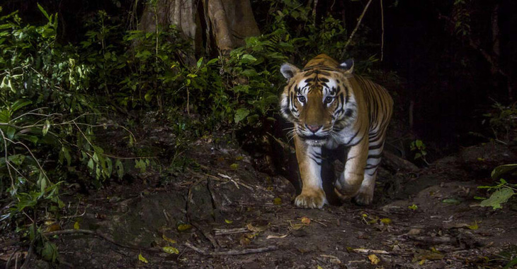 WWF: Loài hổ có thể đã biến mất khỏi Lào - Ảnh 1.