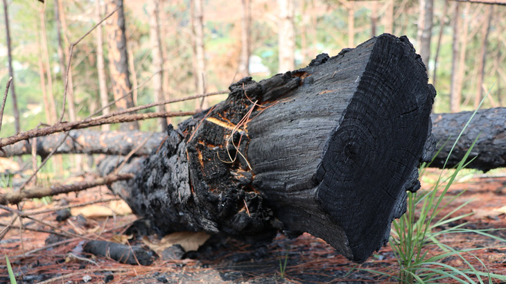 Lâm Đồng: "Lâm tặc" cưa rừng thông rồi đốt hiện trường để phi tang