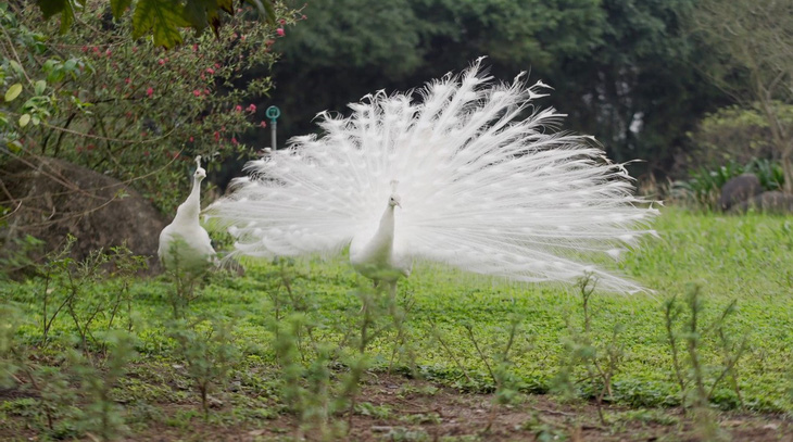 Chim công, vịt trời, thiên nga làm tổ trong khu đô thị Ecopark - Ảnh 3.