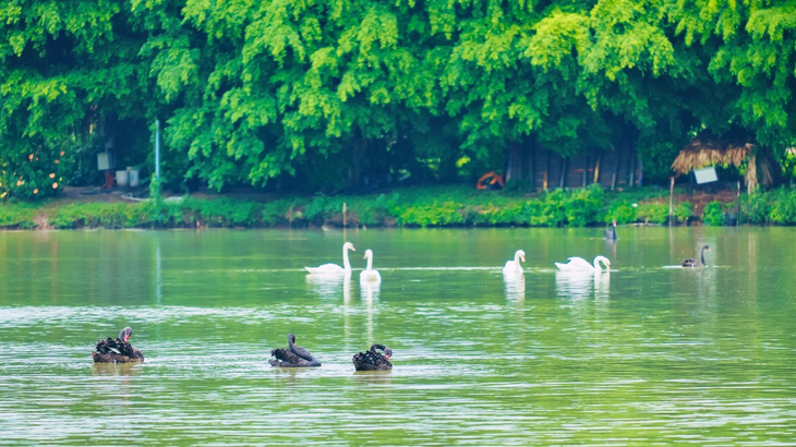 Chim công, vịt trời, thiên nga làm tổ trong khu đô thị Ecopark - Ảnh 6.