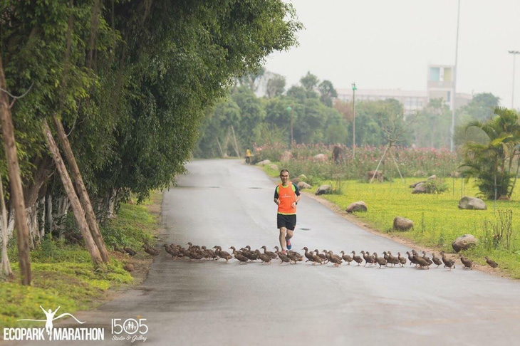 Chim công, vịt trời, thiên nga làm tổ trong khu đô thị Ecopark - Ảnh 9.