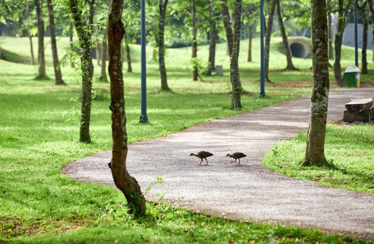 Chim công, vịt trời, thiên nga làm tổ trong khu đô thị Ecopark - Ảnh 10.