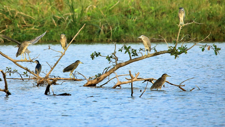 Chim công, vịt trời, thiên nga làm tổ trong khu đô thị Ecopark - Ảnh 11.