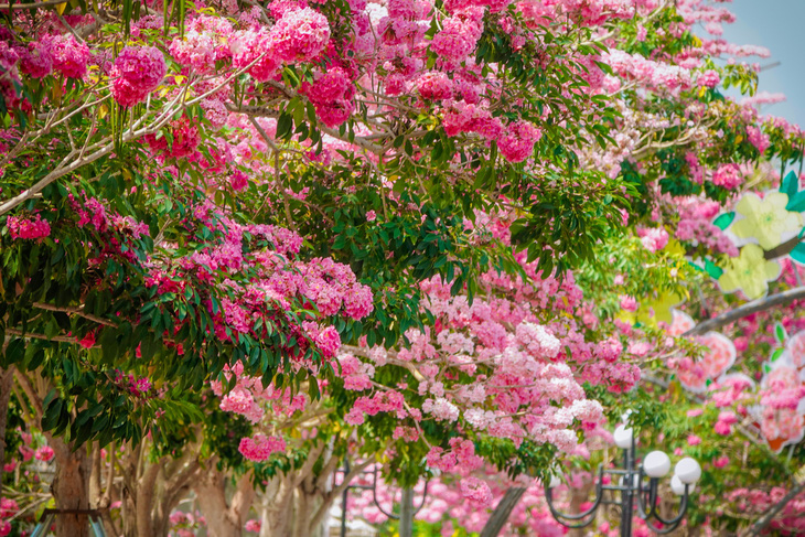 Hút hồn con đường hoa ngập sắc hồng ở Sóc Trăng - Ảnh 2.