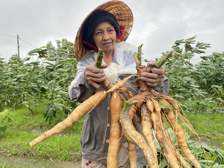 Nông dân ở Quảng Nam thu hoạch sắn - Ảnh: LÊ TRUNG