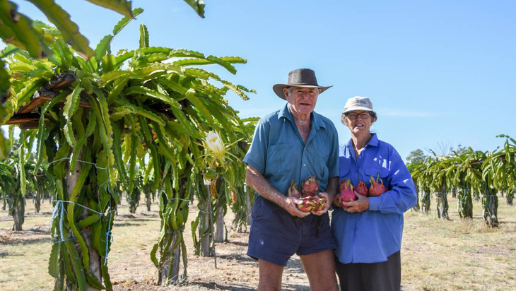 Người trồng thanh long Australia tìm kiếm giải pháp hạn chế hàng nhập khẩu - Ảnh 1.
