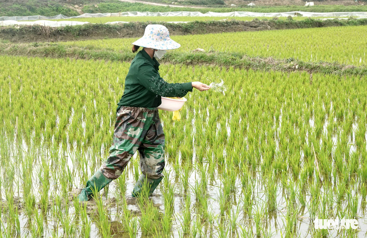 Giá phân bón tăng cao, nông dân gặp khó - Ảnh 2.