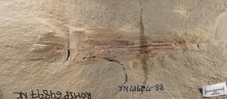 Phát hiện hóa thạch 330 triệu năm của tổ tiên bạch tuộc - Ảnh 2.