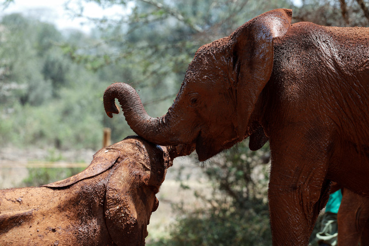 Nhà nghiên cứu làm việc cho đại học Mỹ bị voi giẫm đạp đến chết ở Uganda - Ảnh 1.