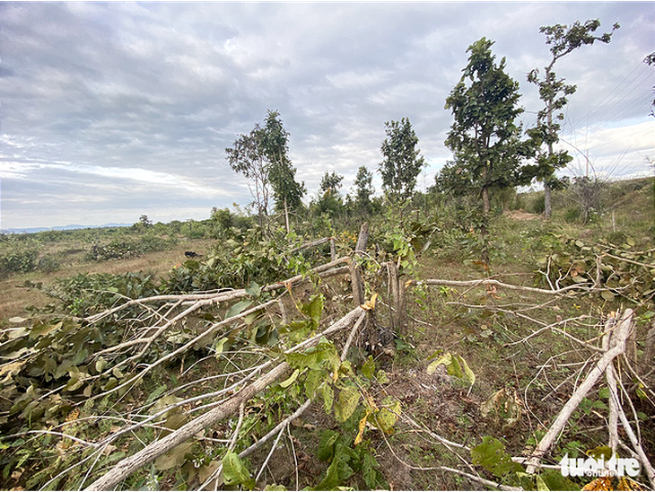 Lại thêm hàng chục hecta rừng bị phá ở Đắk Lắk - Ảnh 1.