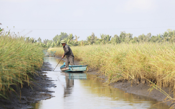 Nâng cao chất lượng nông sản Việt - Kỳ 2: 'Thời cơ vàng' với lúa hữu cơ