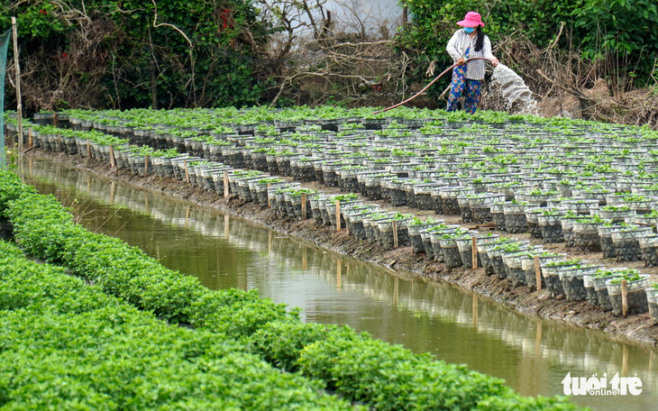 Nước sông Mekong cao bất thường giữa mùa khô, ĐBSCL chịu tác động gì?