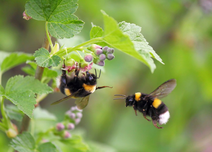 Các loài ong cỡ lớn có nguy cơ biến mất do nhiệt độ tăng - Ảnh 1.