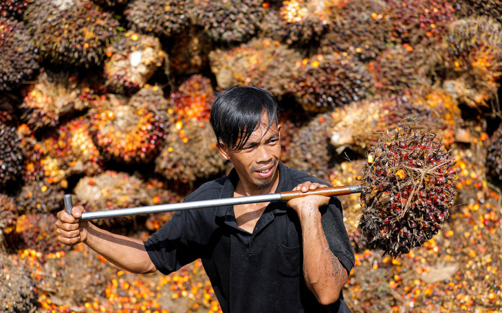 Indonesia cấm xuất khẩu dầu cọ, dân nghèo nhiều nước khổ sở vì thiếu dầu ăn giá rẻ