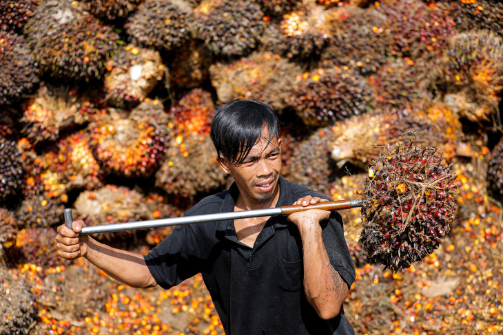 Indonesia cấm xuất khẩu dầu cọ, dân nghèo nhiều nước khổ sở vì thiếu dầu ăn giá rẻ - Ảnh 1.