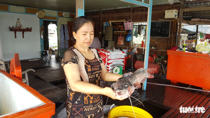 Hàng trăm tấn cá làng bè Châu Đốc chết hàng loạt, nghi nguồn nước ô nhiễm - Ảnh 4.