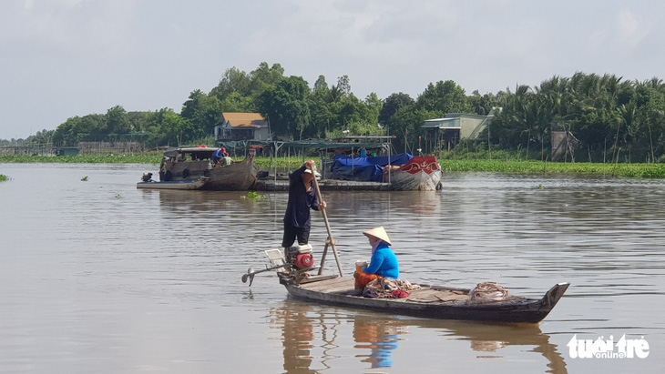 Di dời trên 20 bè cá Châu Đốc ra khỏi nơi có hàng trăm tấn cá chết - Ảnh 1.