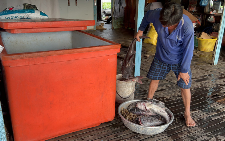 Trên 200 tấn cá chết ở làng bè Châu Đốc: vẫn chưa tìm ra nguyên nhân