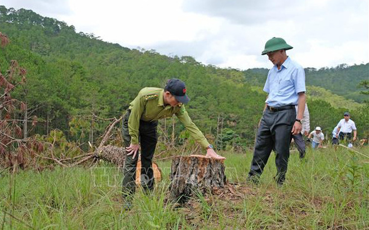 Chủ tịch tỉnh Lâm Đồng kiểm tra vụ phá rừng thông quy mô lớn tại Đà Lạt