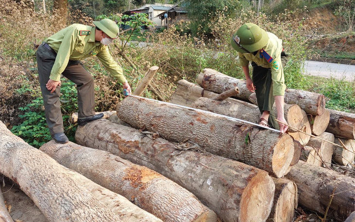 Thanh Hóa: Liên tiếp xảy ra nhiều vụ phá rừng tự nhiên ở huyện vùng cao Quan Sơn