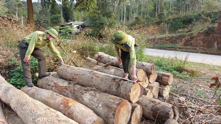 Thanh Hóa: Liên tiếp xảy ra nhiều vụ phá rừng tự nhiên ở huyện vùng cao Quan Sơn - Ảnh 1.