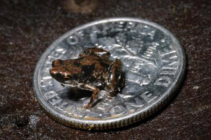 Phát hiện nhiều loài ếch mới nhỏ như hạt gạo - Ảnh 1.