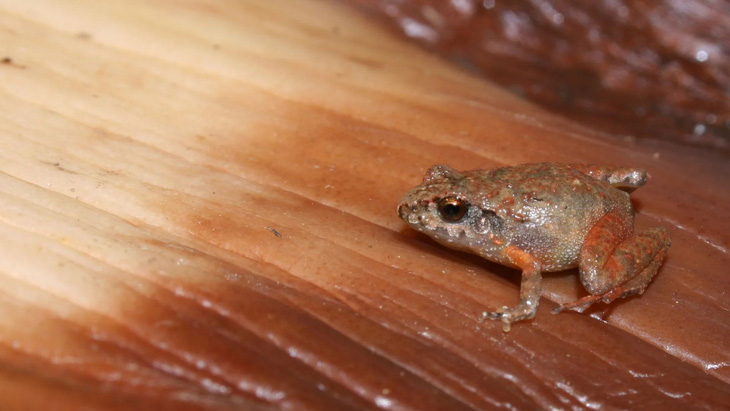 Phát hiện nhiều loài ếch mới nhỏ như hạt gạo - Ảnh 2.