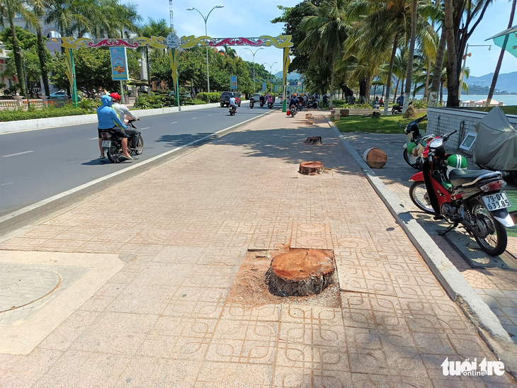 Hàng dừa ven đường biển Nha Trang bị đốn hạ, chính quyền nói gì? - Ảnh 1.