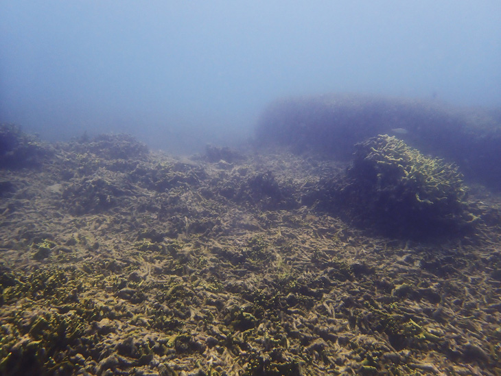Nỗi đau san hô chết ở vịnh Nha Trang: Cứu ngay bây giờ hoặc không bao giờ! - Ảnh 12.