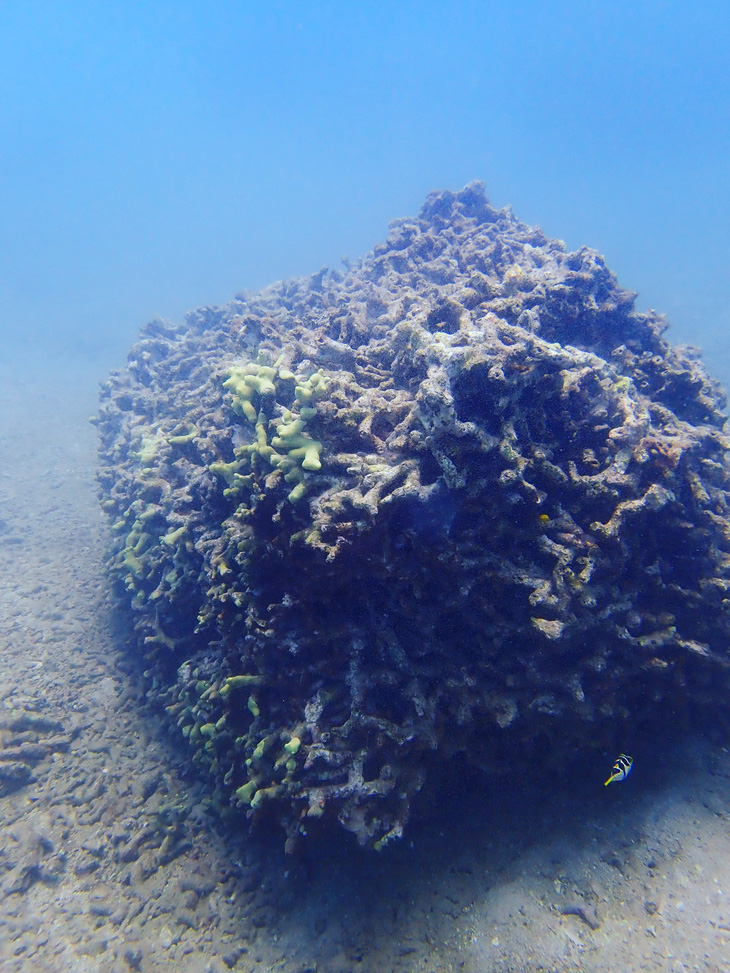 Cứu san hô chết ở khu bảo tồn Hòn Mun: Cơ quan chức năng cần vào cuộc sớm hơn - Ảnh 2.