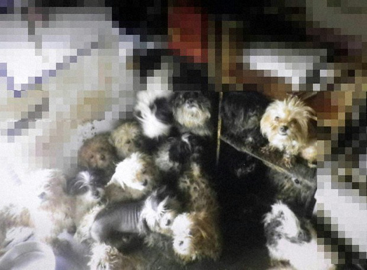 Nhật Bản: Trả giá vì ngược đãi hơn 200 con chó - Ảnh 2.