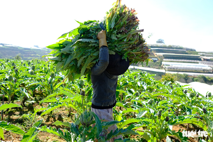 Langbiang thành vùng nông sản hữu cơ - Ảnh 2.