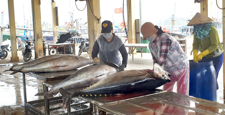 Ngư dân sơ chế cá ngừ tại cảng cá - Ảnh: DUY THANH