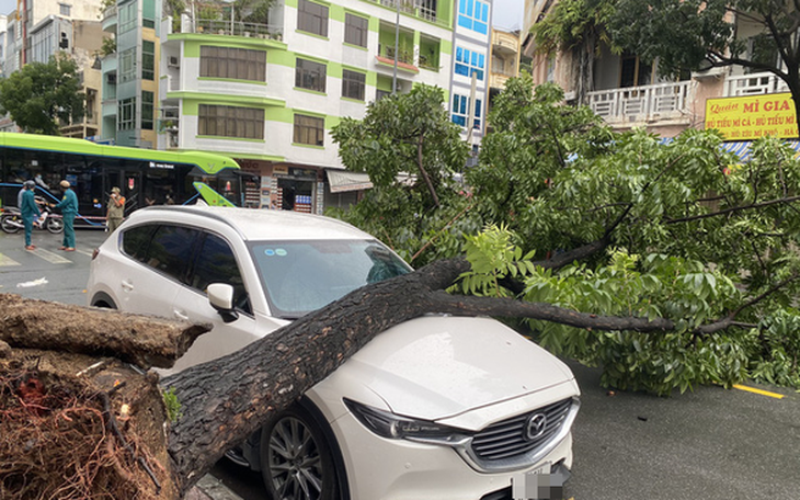 TP.HCM muốn siêu âm cây, tìm khiếm khuyết ngăn cây ngã